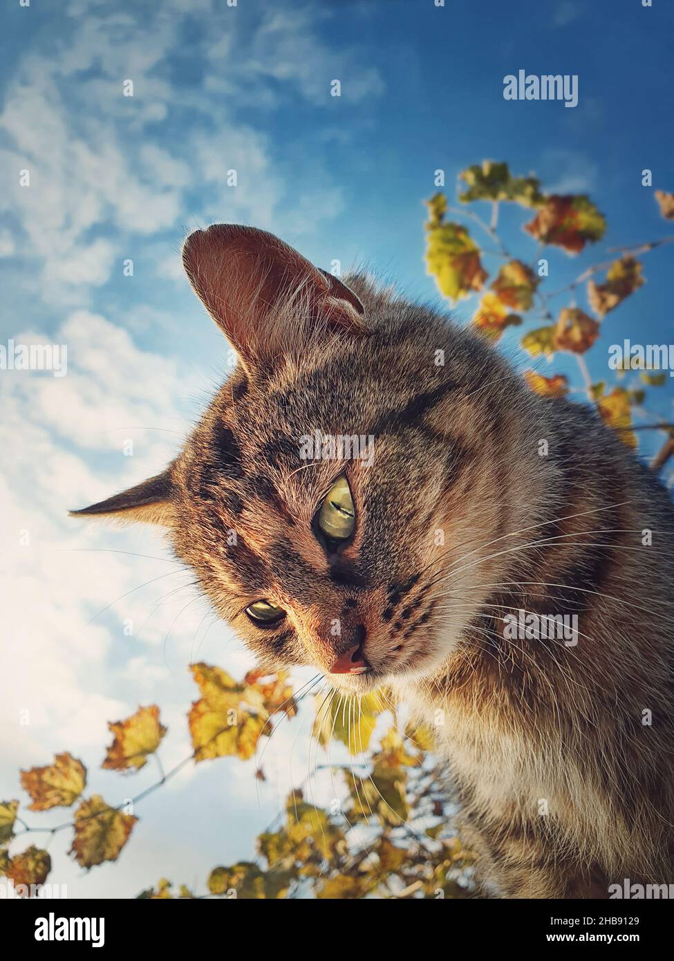 Vue rapprochée CAT.Joli chaton rayé brun sur les feuilles d'automne et fond bleu ciel Banque D'Images