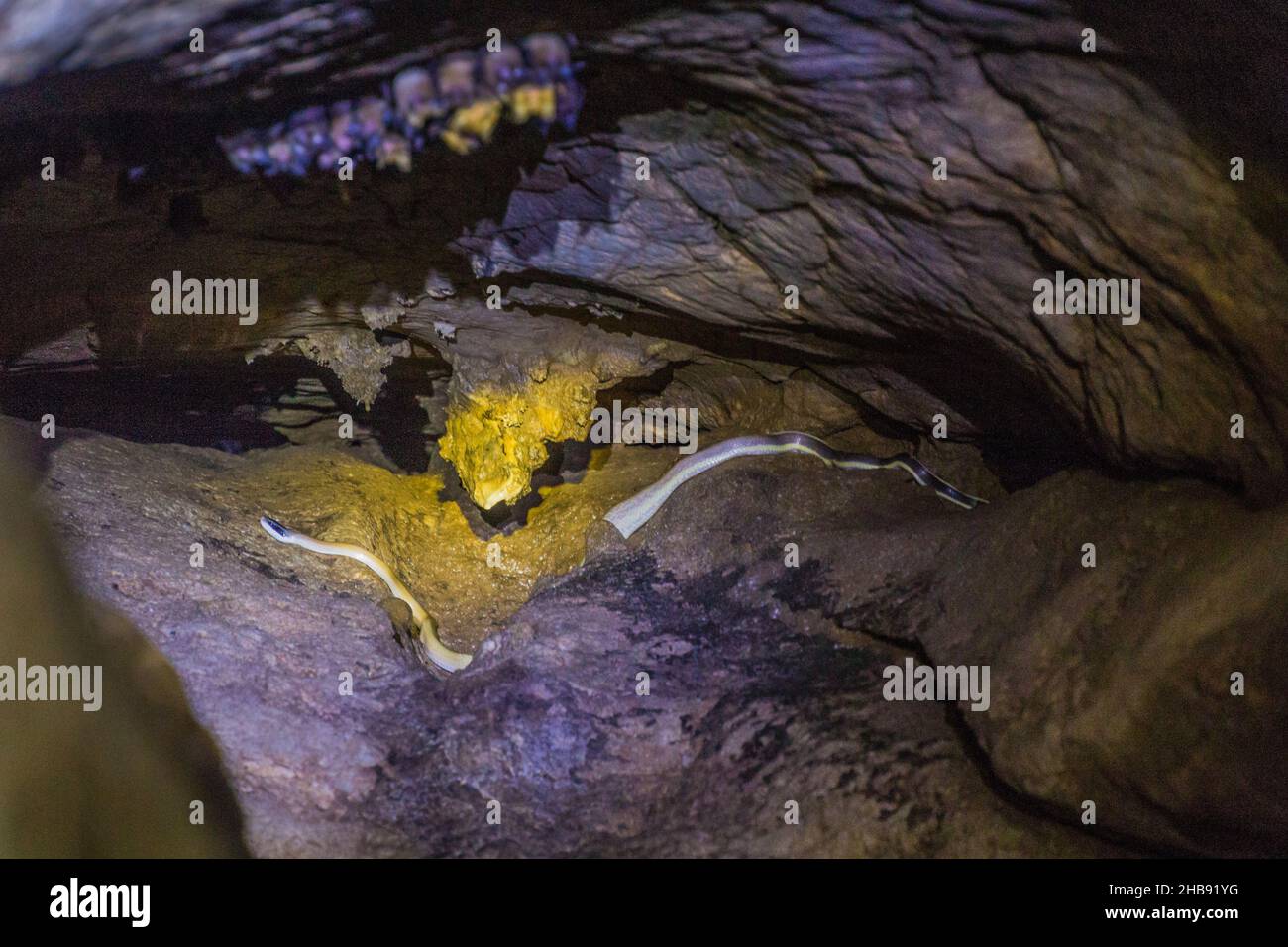 Le serpent de beauté de Ridley également grotte d'habitation de serpent-serpent ou de racher de caverne , Elaphe taeniura ridleyi dans une grotte dans le parc national de Taman Negara, Malaisie Banque D'Images