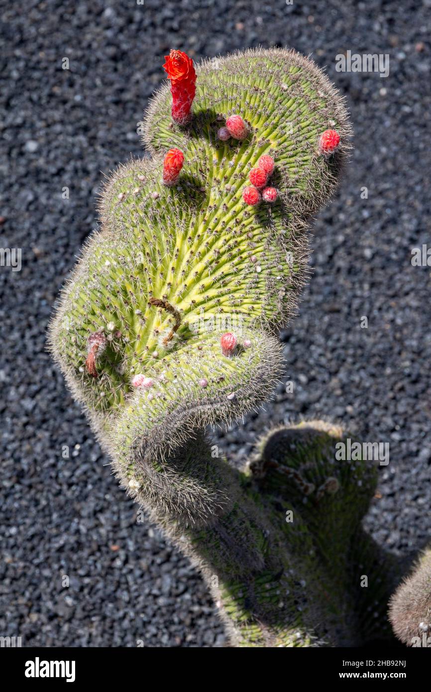 Photographie de plantes dans le jardin de cactus à Lanzarote, Espagne.Cactus HighFive. Banque D'Images