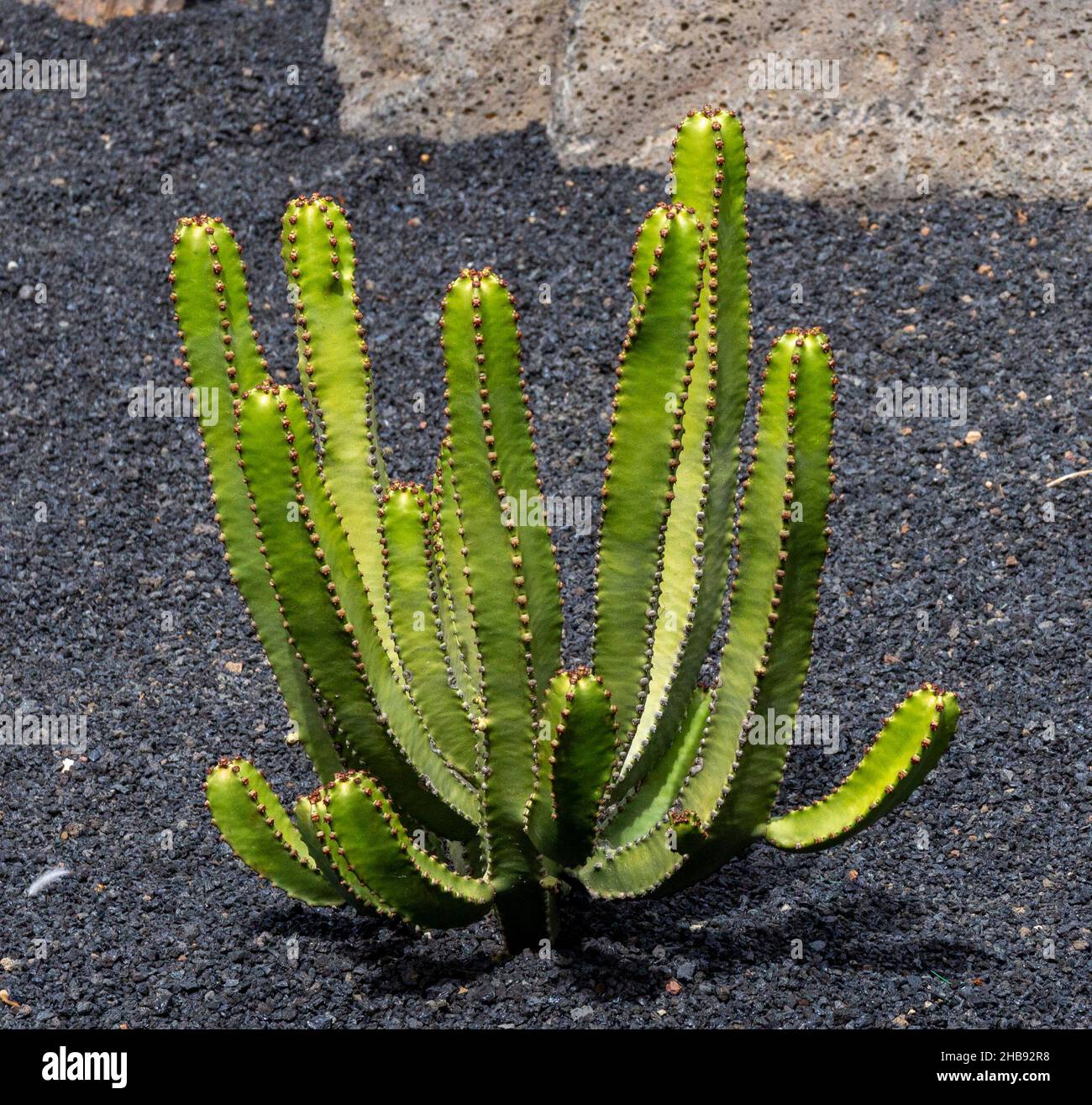 Photographie de plantes dans le jardin de cactus à Lanzarote, Espagne. Banque D'Images