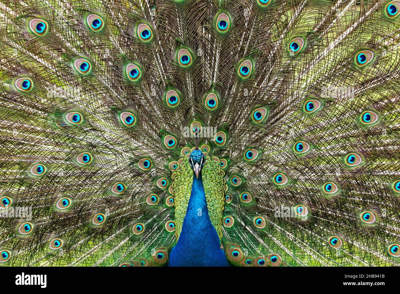 Peacock oiseau, montrant ses plumes Banque D'Images