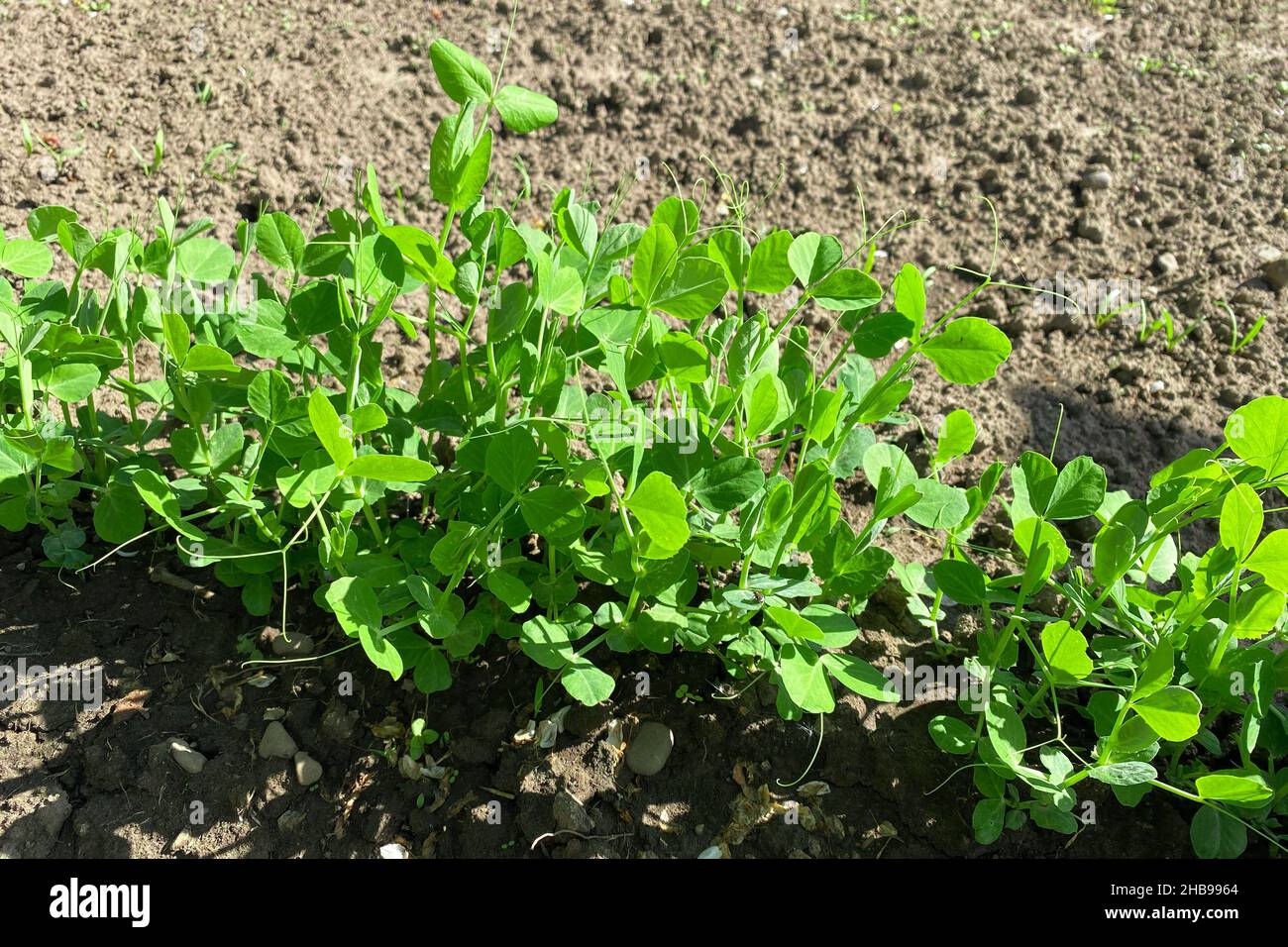 Pousses de pois dans le jardin à la maison. Autosuffisant à la maison et concept de nourriture biologique maison.Espace de copie, mise au point sélective Banque D'Images