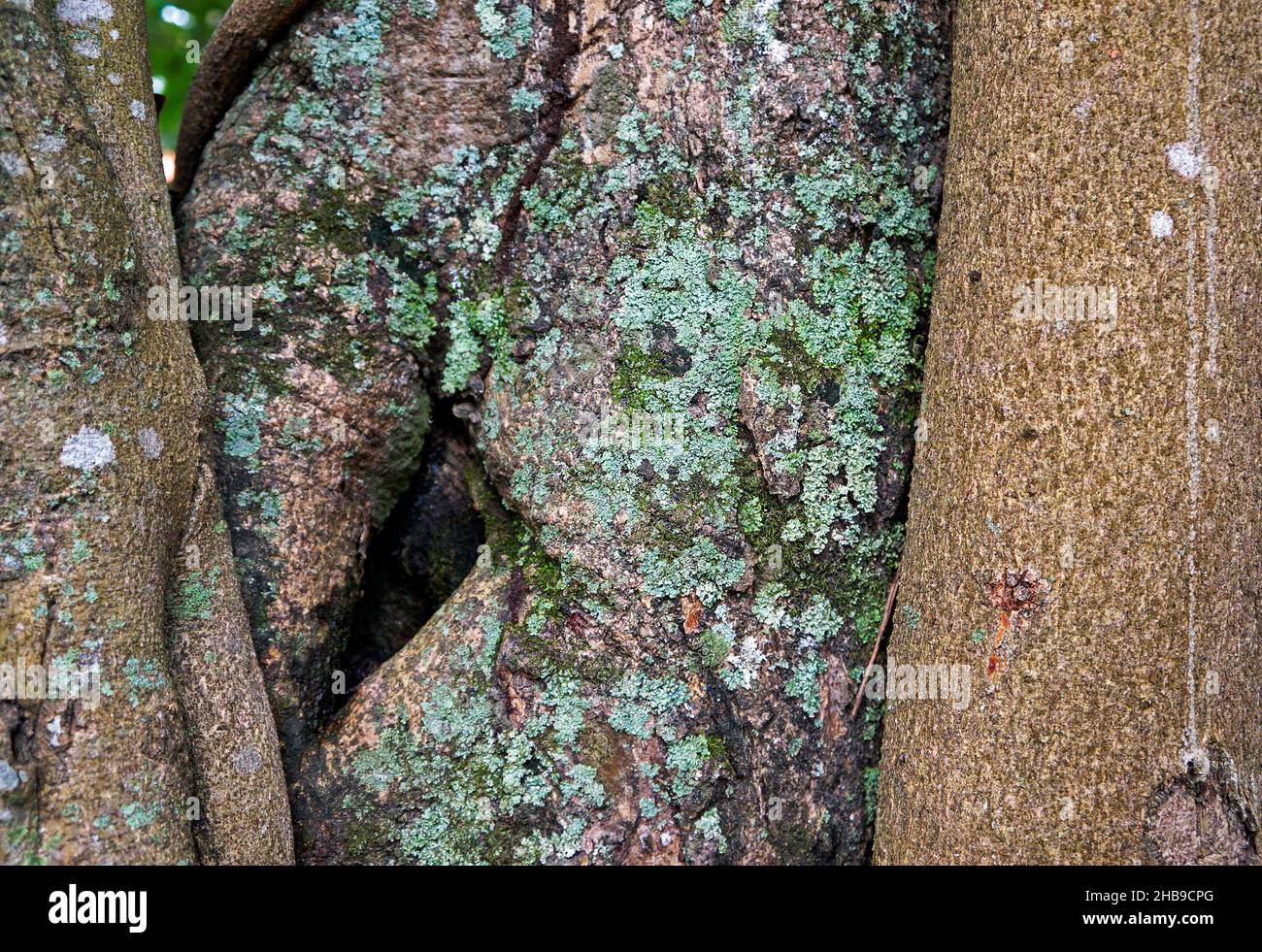 Tronc d'arbre avec lichen sur la forêt tropicale Banque D'Images