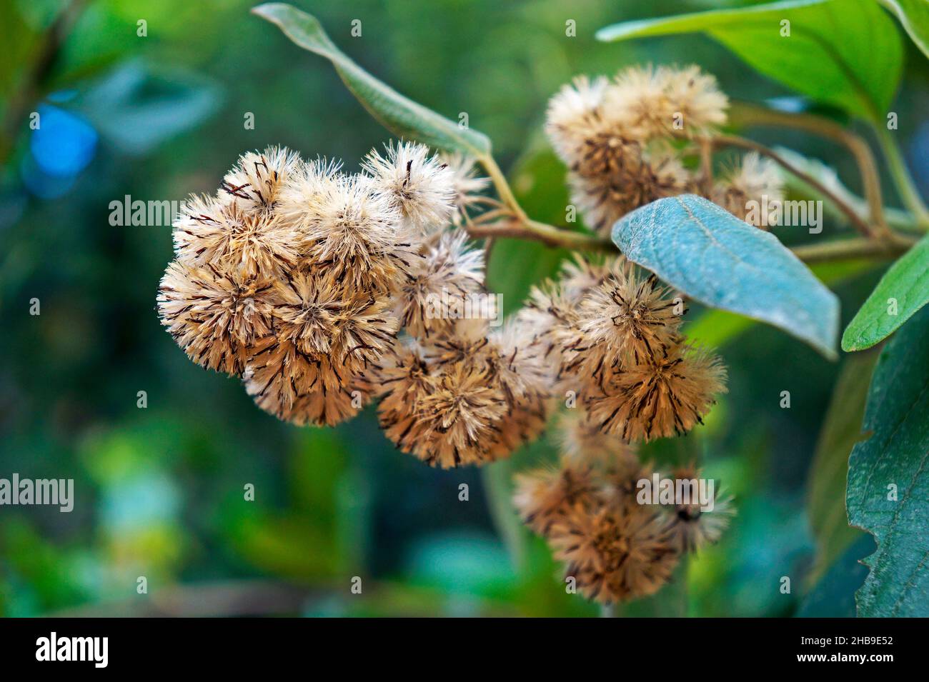 Fleurs sauvages (Eremanthus glomerulatus) sur la forêt tropicale Banque D'Images