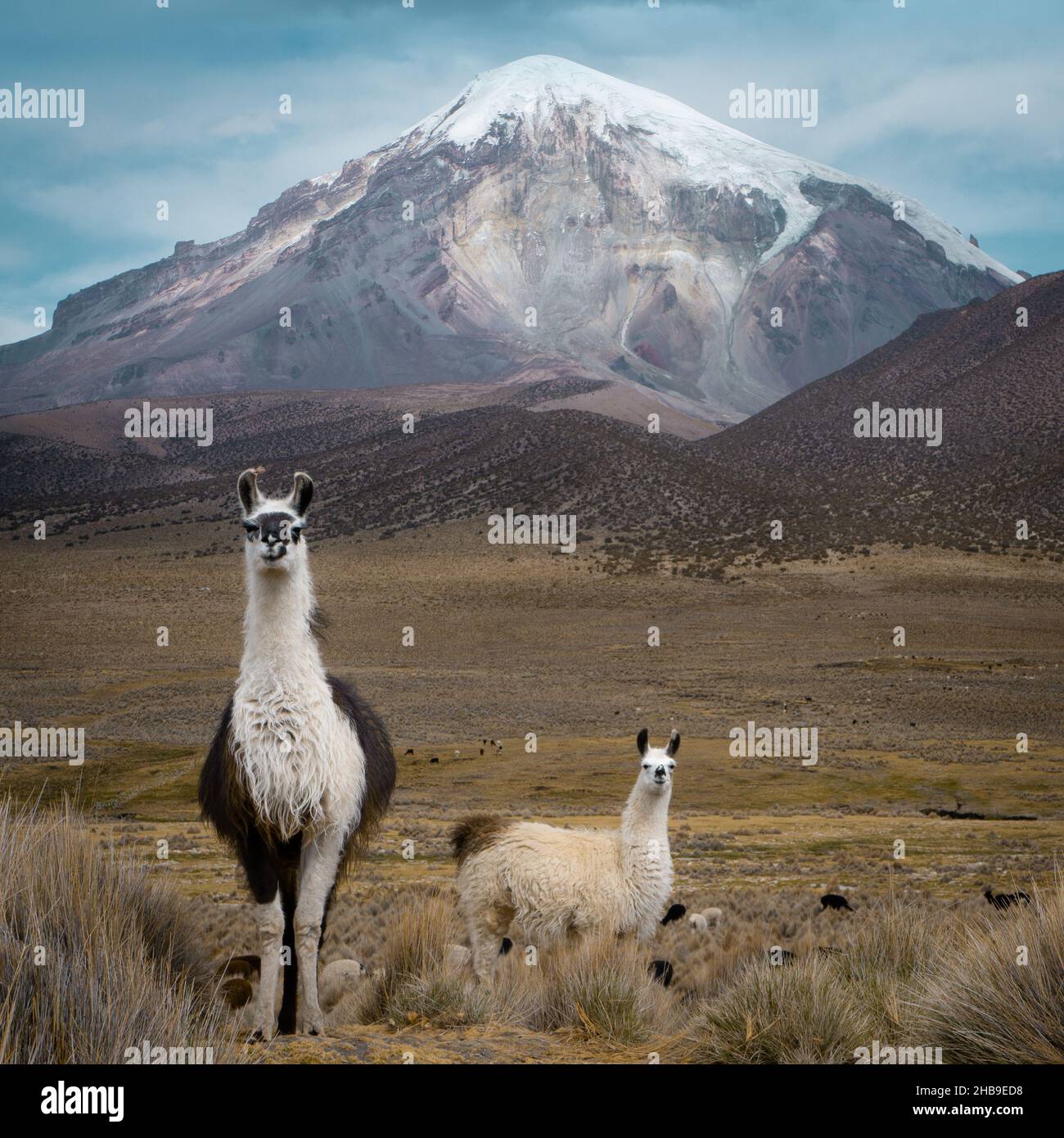 Deux lamas (lama glama) devant une montagne enneigée, le parc national de Sajama Bolivie Banque D'Images