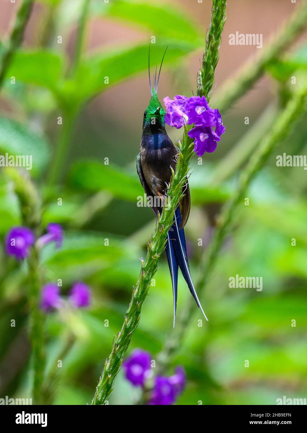 Un mâle de queue de Thorntail (Discosura popelairii) à crête métallique se nourrissant de fleurs.Équateur, Amérique du Sud. Banque D'Images