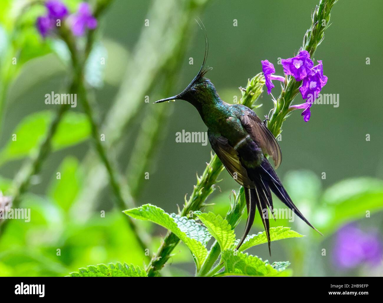 Un mâle de queue de Thorntail (Discosura popelairii) à crête métallique se nourrissant de fleurs.Équateur, Amérique du Sud. Banque D'Images