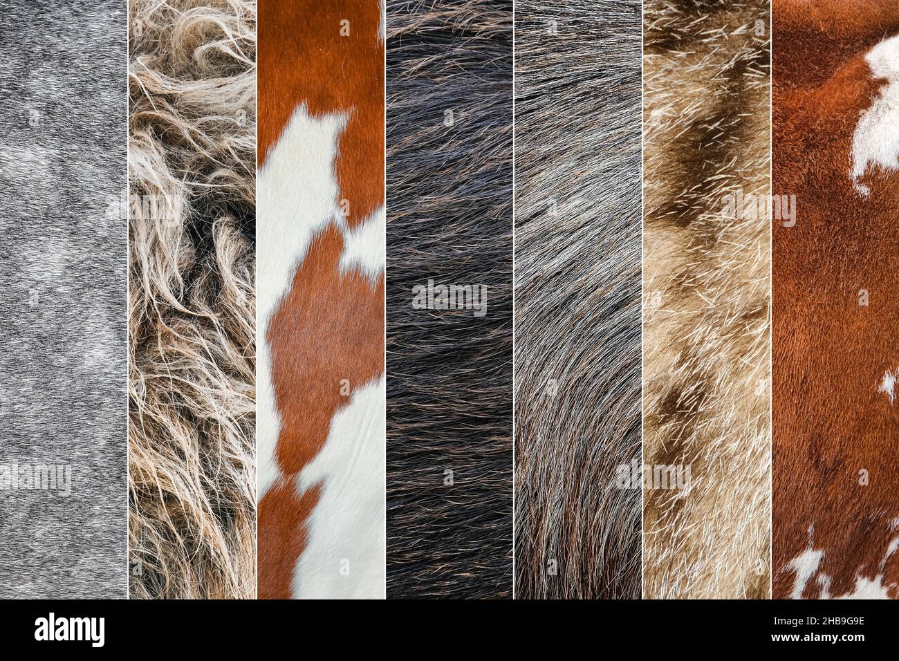 Collage de photos de laine et de fourrure de différents animaux.Vache, mouton, chèvre, cheval, âne animaux peau et fourrure gros plan Banque D'Images
