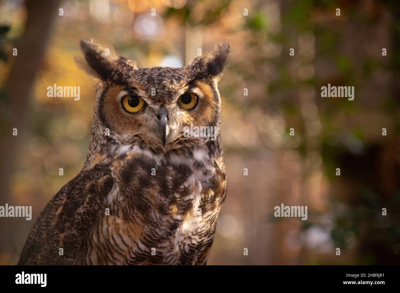 Grand hibou des cornes (Bubo virginianus, Walker nature Preserve, Reston, Virginie Banque D'Images