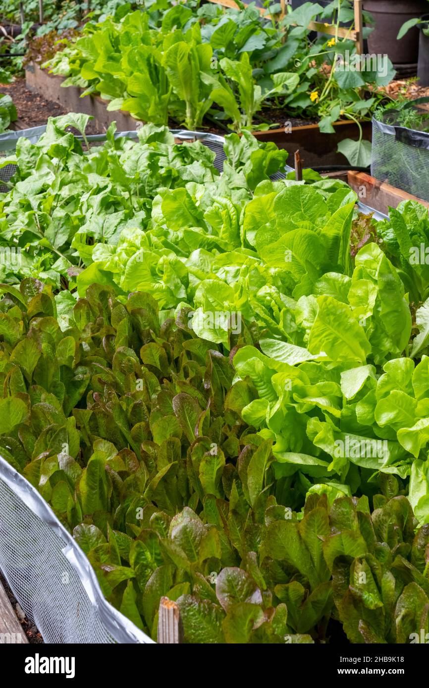 Issaquah, Washington, États-Unis.Laitue Intred et Sylvesta et plants de betteraves Chiogga dans un lit de jardin surélevé de 4' x 8', prêts à la récolte. Banque D'Images