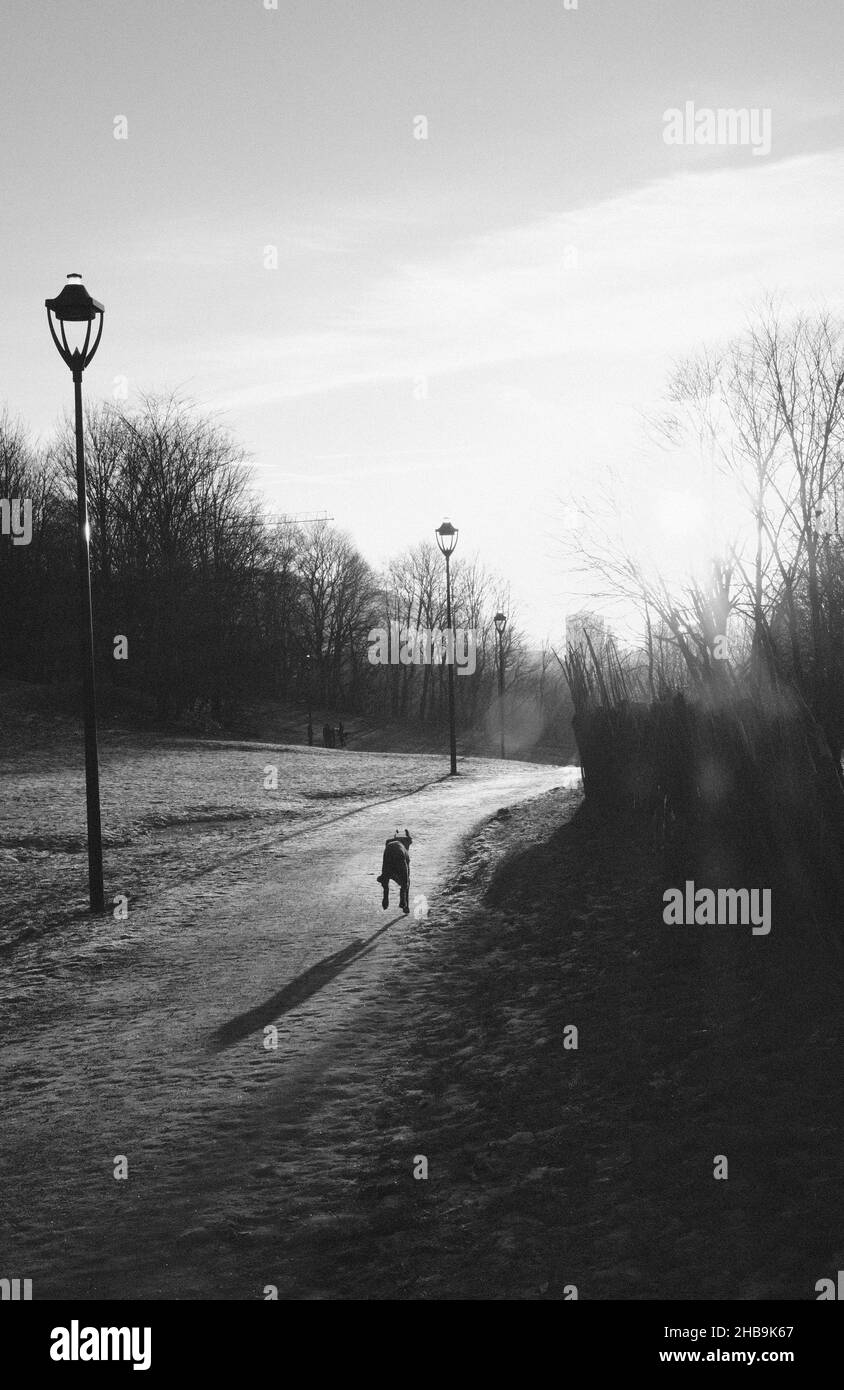 Chien courant dans le coucher du soleil noir et blanc Banque D'Images