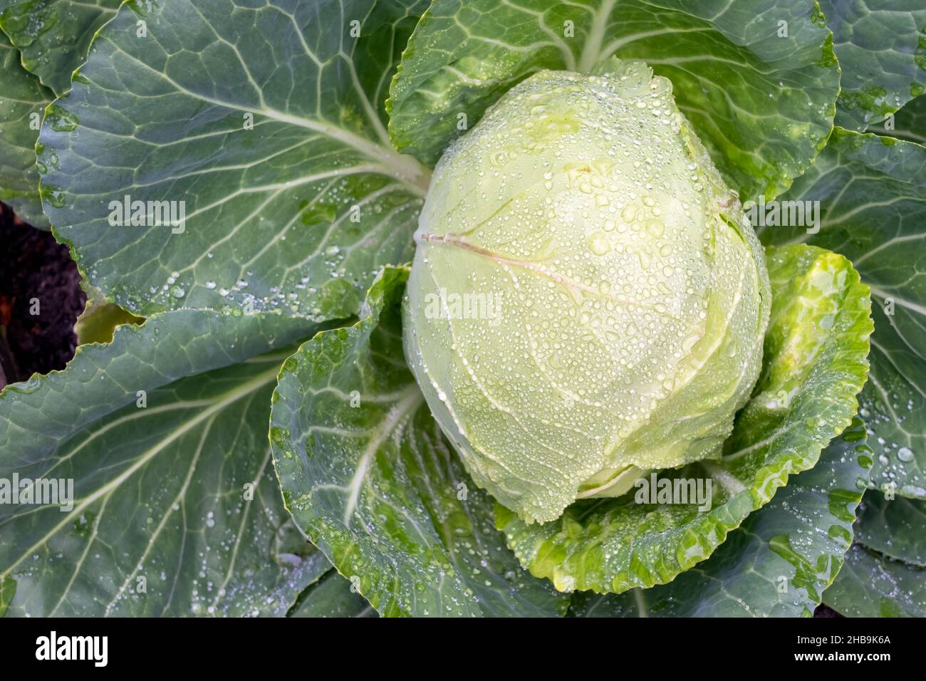 Issaquah, Washington, États-Unis.Plante de chou vert prête à la récolte. Banque D'Images
