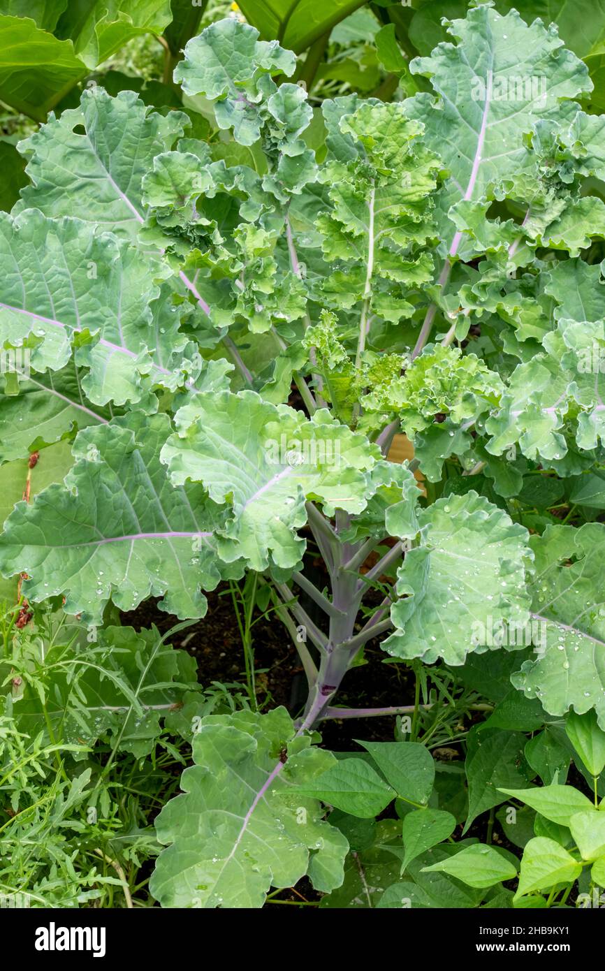 Issaquah, Washington, États-Unis.Red Russian Kale plants à l'avant, et Dinosaur Kale à l'arrière. Banque D'Images