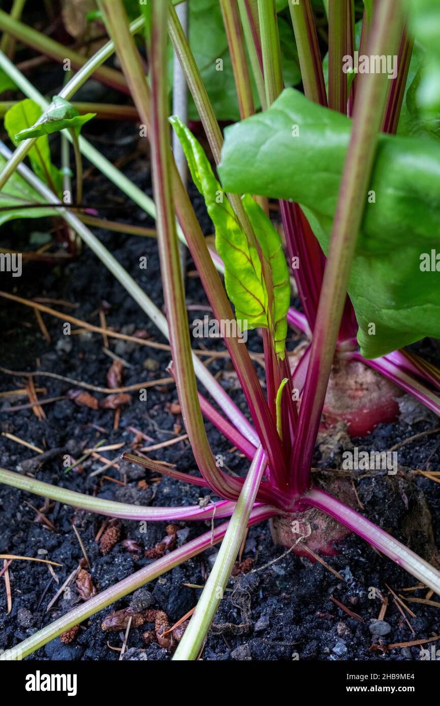 Issaquah, Washington, États-Unis.Plants de betteraves Chiogga prêts à la récolte Banque D'Images