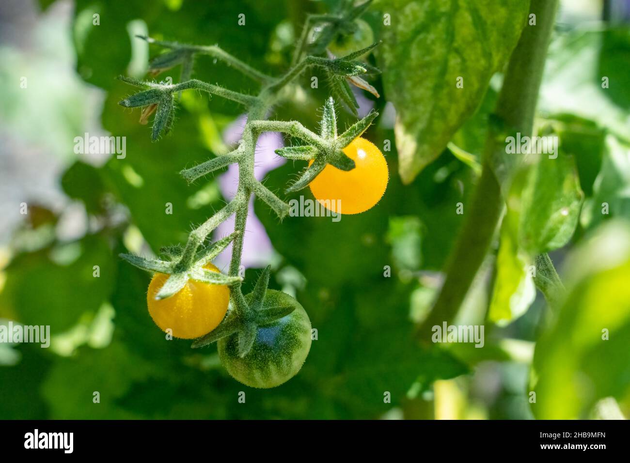 Issaquah, Washington, États-Unis.Tomates cerises jaunes à coeur d'Igleheart Banque D'Images