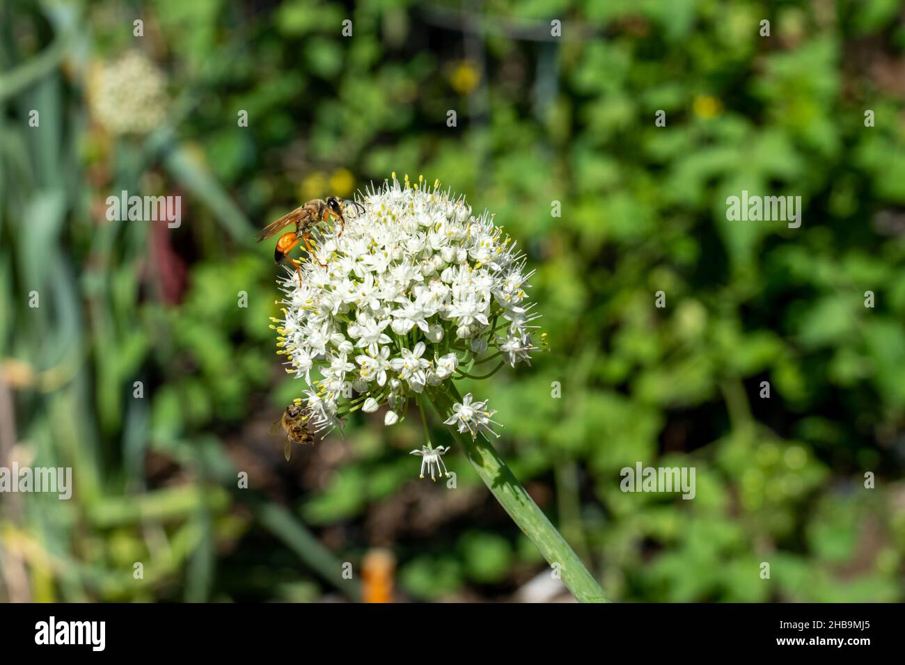 Issaquah, Washington, États-Unis.Grande guêpe de Digger d'or et une abeille sur une tête de graine d'oignon Banque D'Images