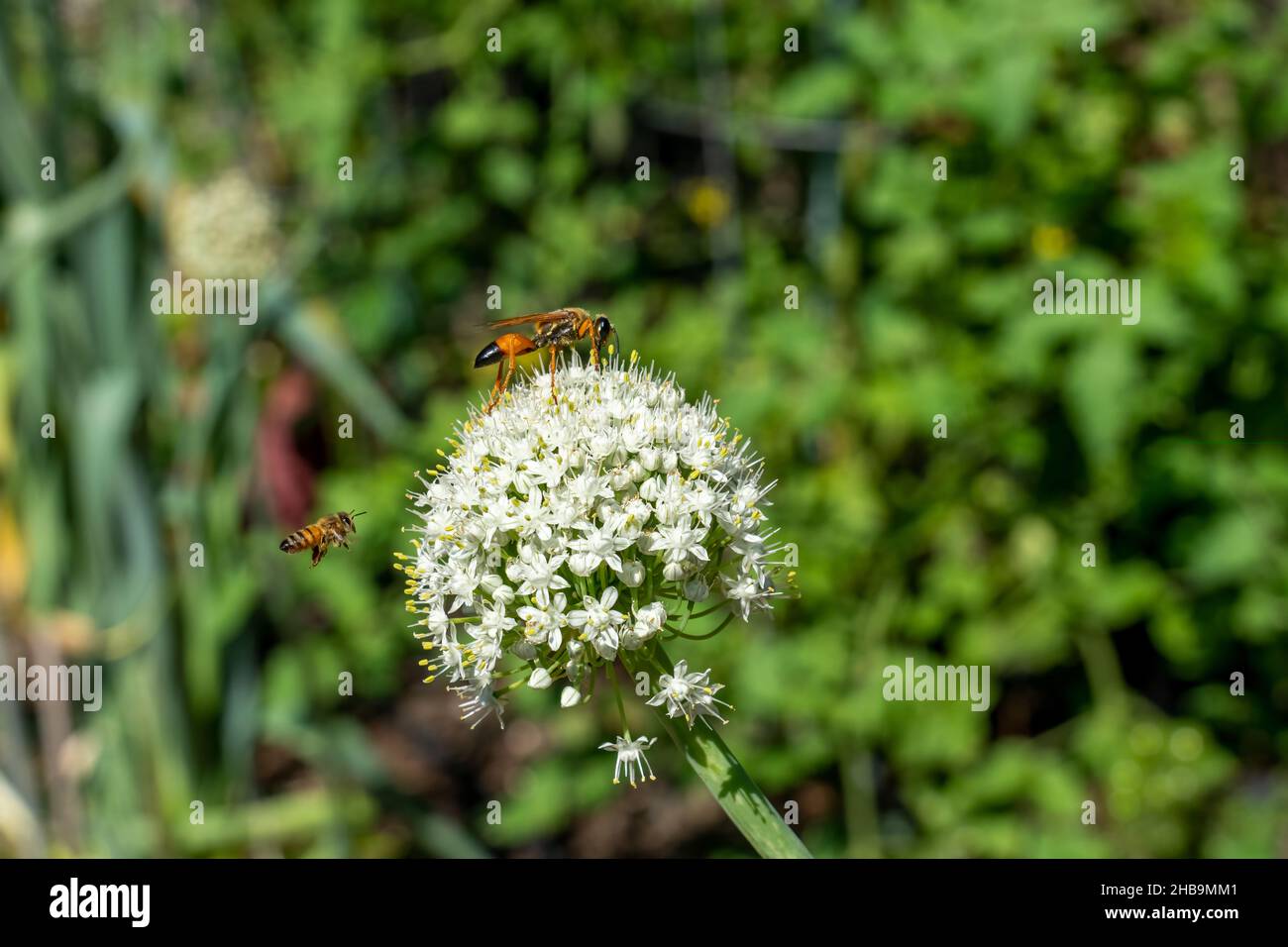 Issaquah, Washington, États-Unis.Grande guêpe de Digger d'or et une abeille sur une tête de graine d'oignon Banque D'Images