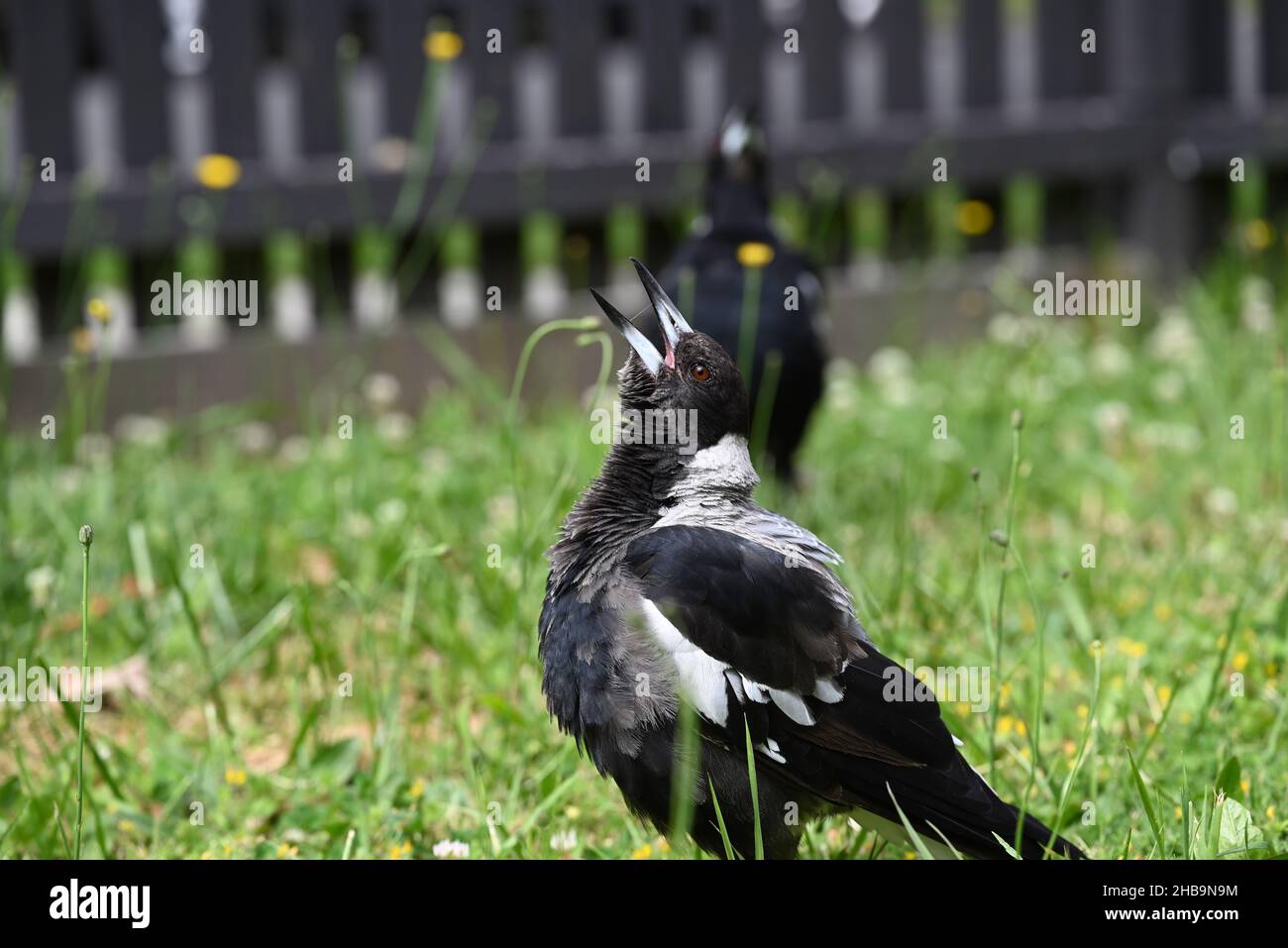 Le magpie australien se déforme fortement en se tenant sur une pelouse peu garmée dans une cour de banlieue, avec un autre magpie, hors foyer, chantant en arrière-plan Banque D'Images