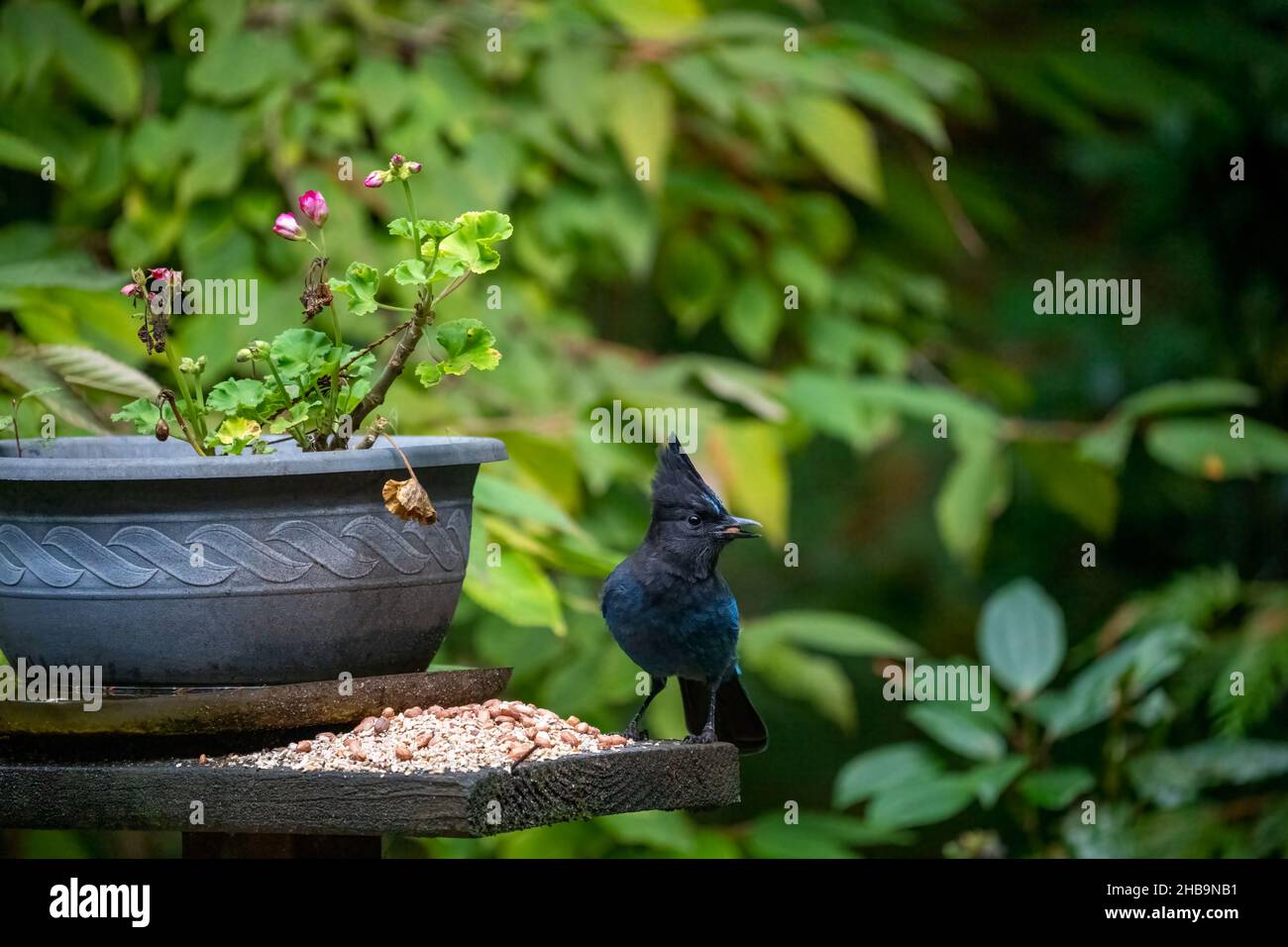 Issaquah, Washington, États-Unis.Jay de Steller manger une arachide par un pot de fleurs pour les géraniums en automne. Banque D'Images
