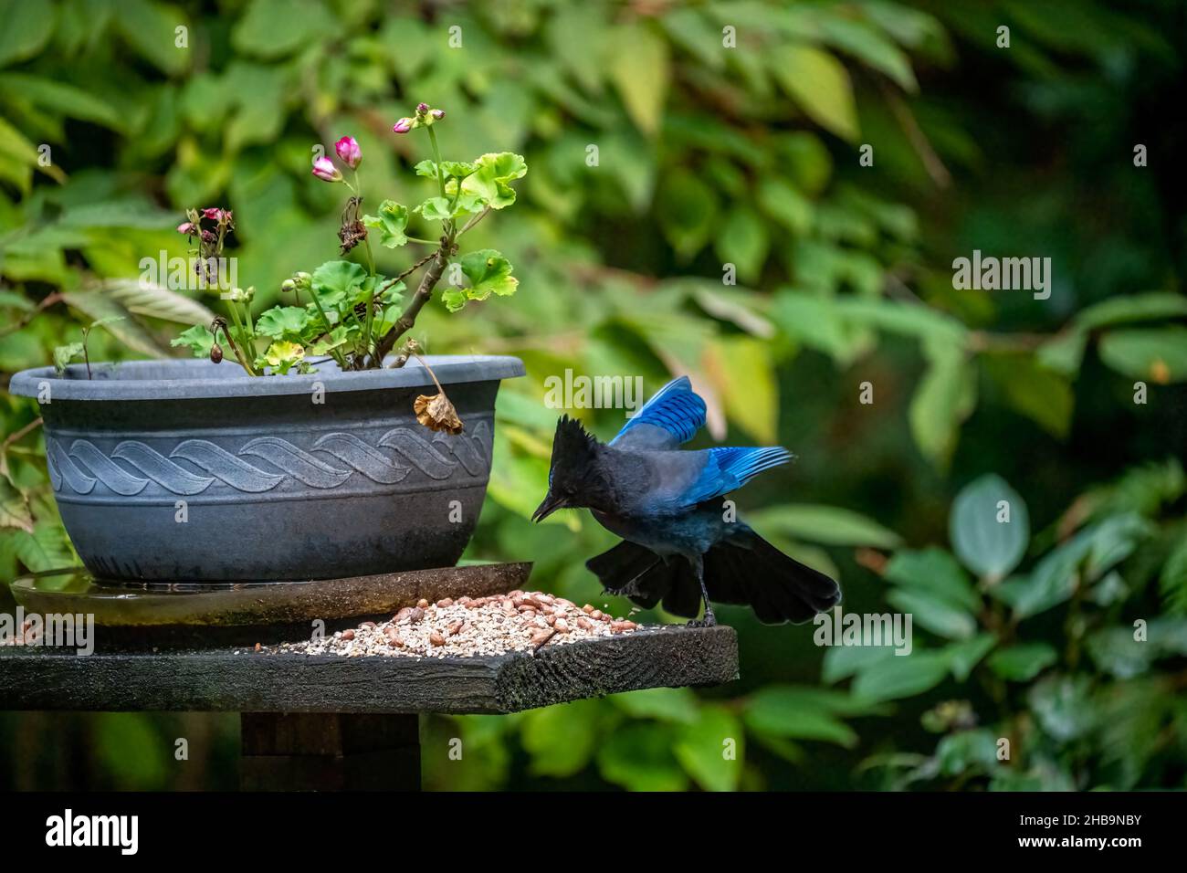 Issaquah, Washington, États-Unis.Hors-balance Jay de Steller essayant de manger une arachide par un pot de fleurs pour les géraniums en automne. Banque D'Images