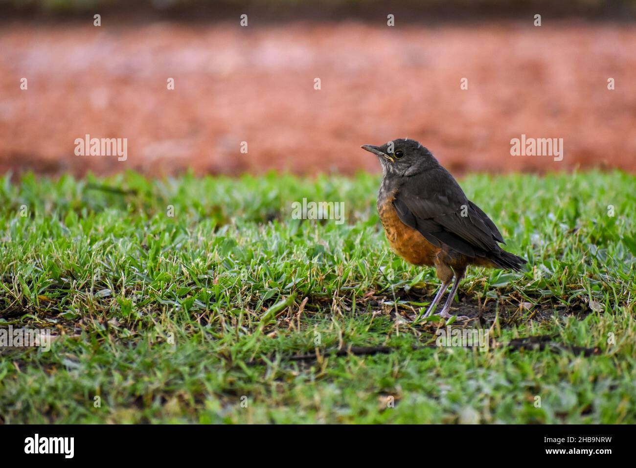 La muguet à ventre roux (Turdus rufiventris) en Argentine Banque D'Images