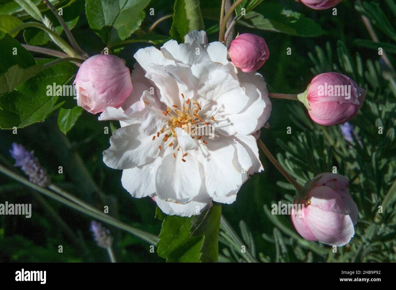 Fleurs de pomme en début d'été, Melbourne, Victoria, Australie Banque D'Images