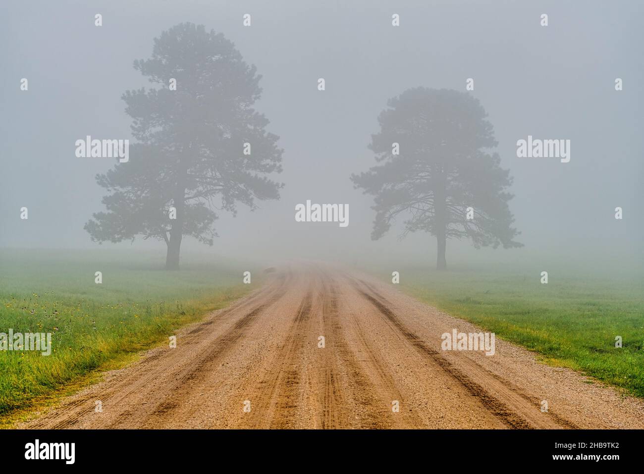 Poggy Drive dans le parc national de Custer, près de Custer, Dakota du Sud Banque D'Images