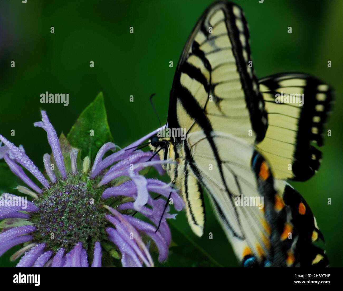 Un papillon de queue d'aronde de tigre de l'est qui obtient le nectar d'une fleur de baume d'abeille pourpre Banque D'Images