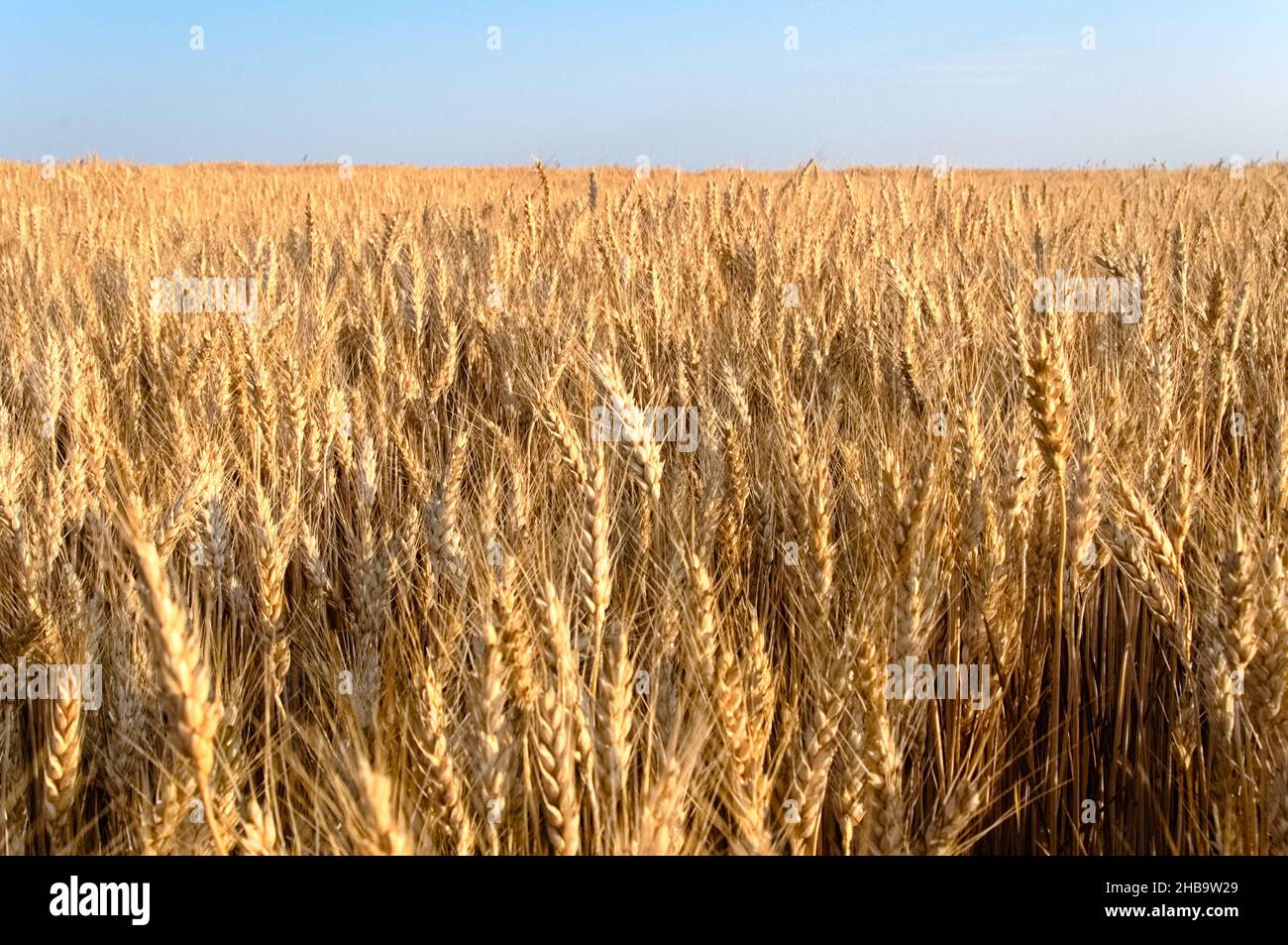 Blé doré dans un champ de blé, prêt pour la récolte Banque D'Images