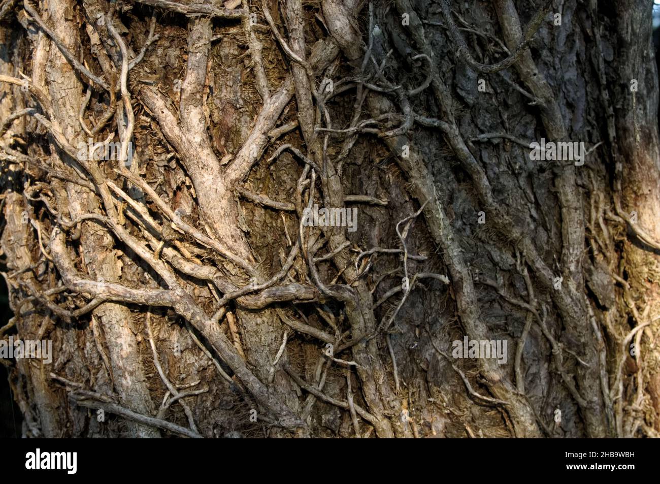 Des vignes mortes brunes qui ont grimpé jusqu'au tronc de l'arbre Banque D'Images