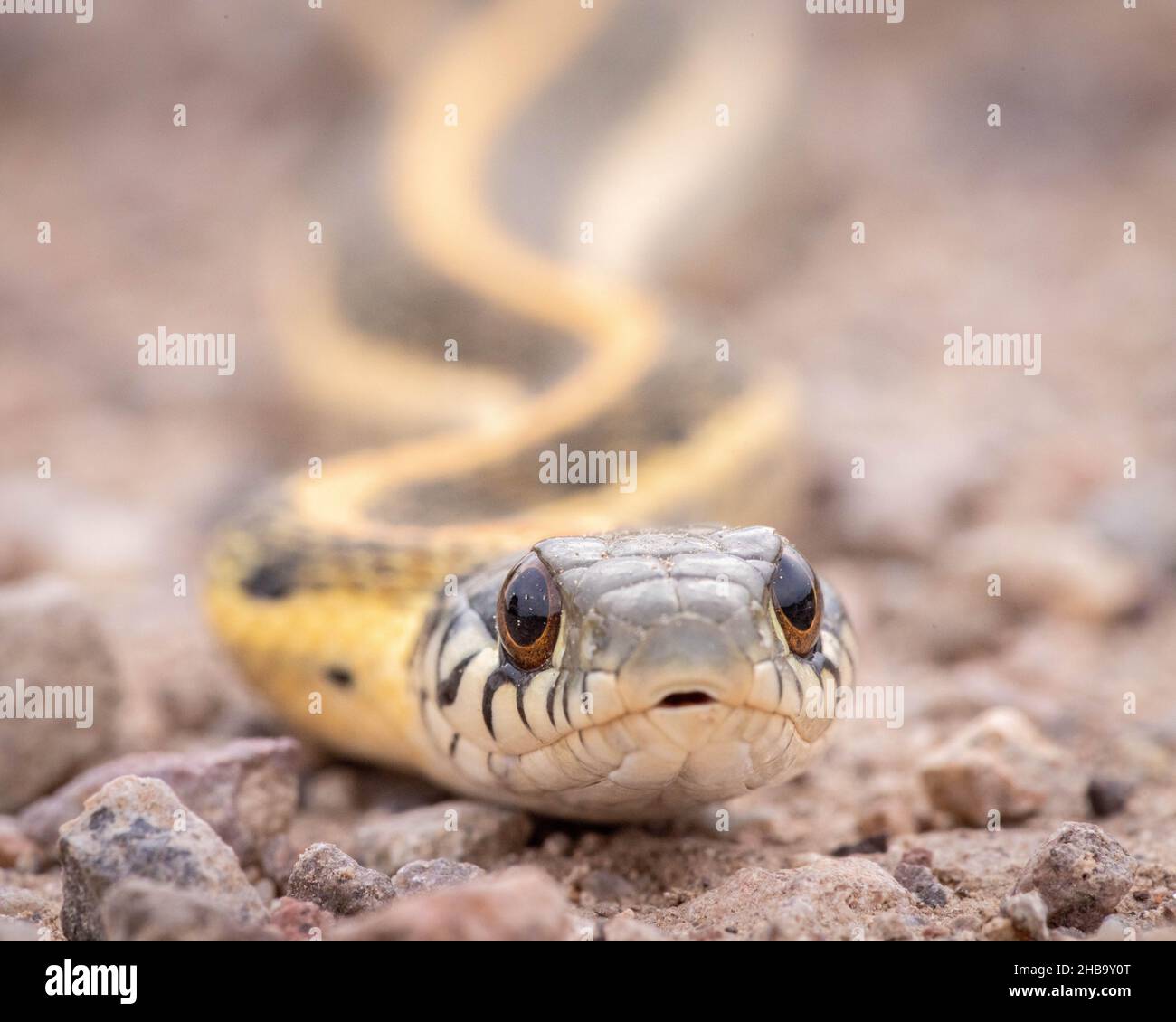 Serpent de Garter à col noir de l'Ouest, (Thamnophis cyrtopsis cyrtopsis), Chupadera Mountains, Nouveau-Mexique, États-Unis. Banque D'Images