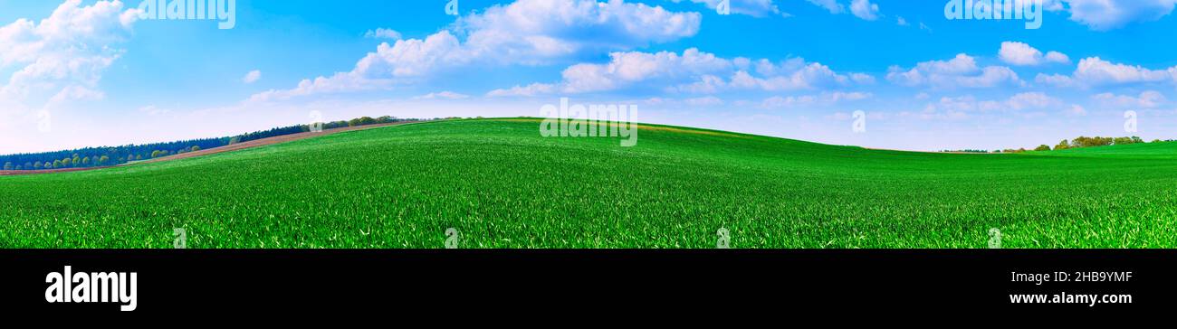 Prairie verte avec ciel bleu et nuages par jour ensoleillé. Banque D'Images