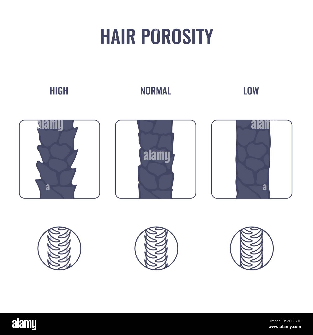 Types de porosité des cheveux, illustration conceptuelle. Banque D'Images