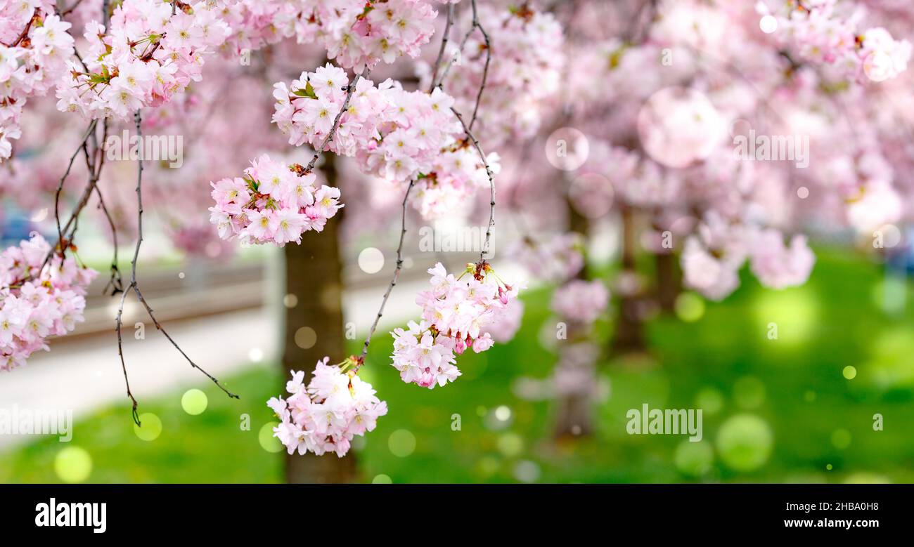 Fleurs de sakura roses. Banque D'Images