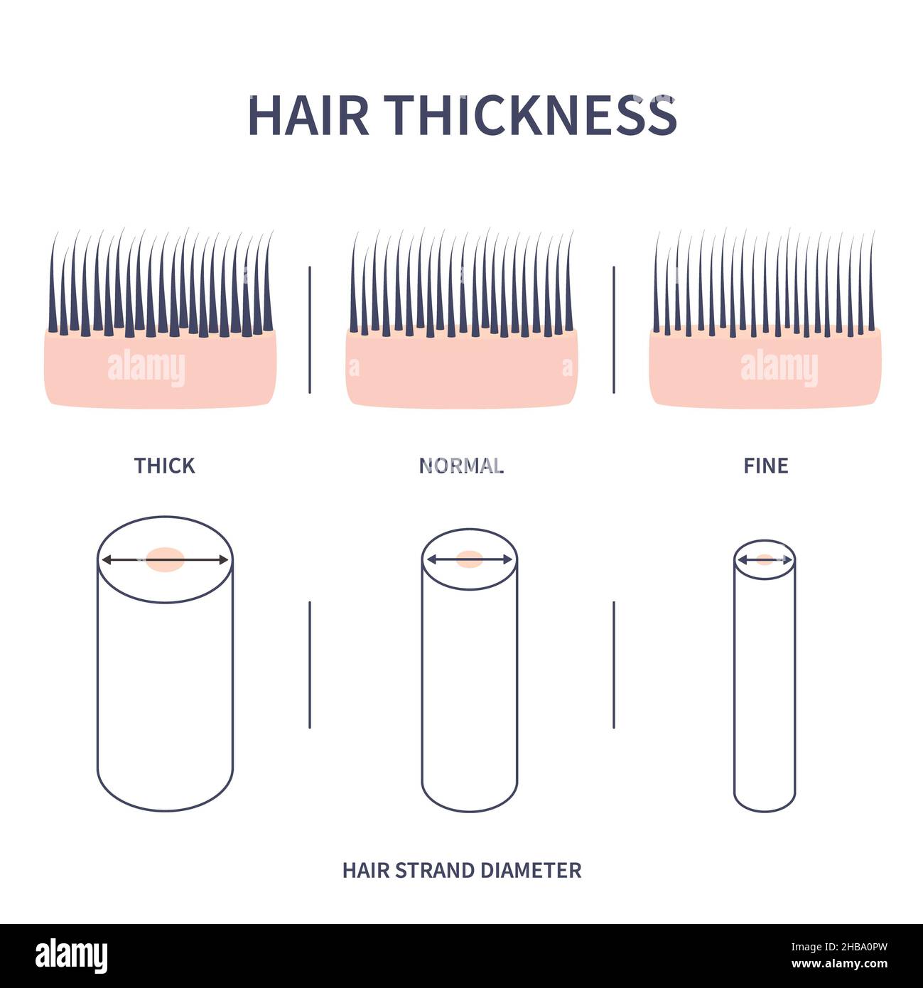 Types d'épaisseur de cheveux, illustration conceptuelle. Banque D'Images