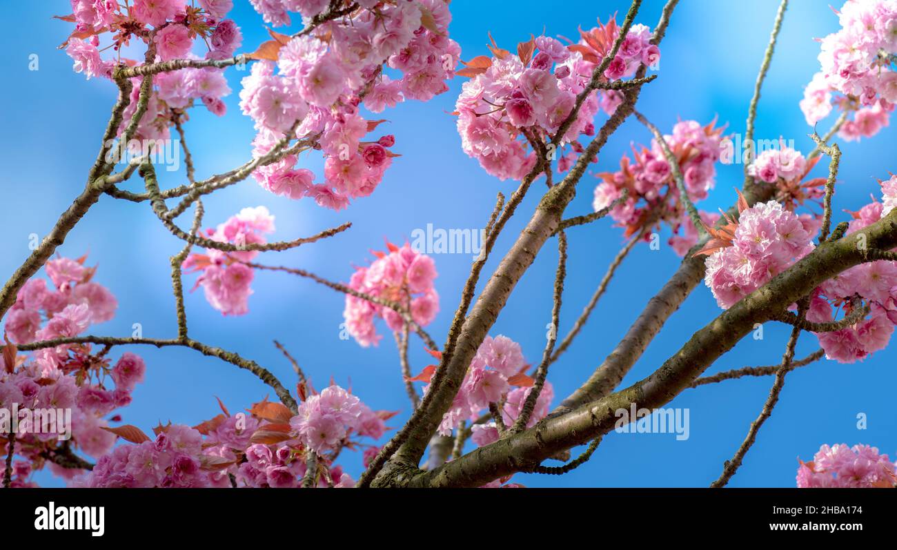 Fleur de cerisier. Banque D'Images