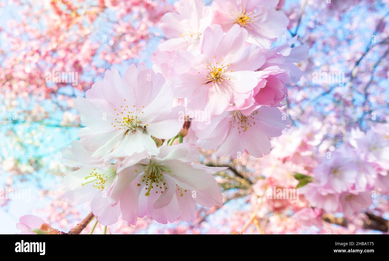 Fleur de cerisier. Banque D'Images