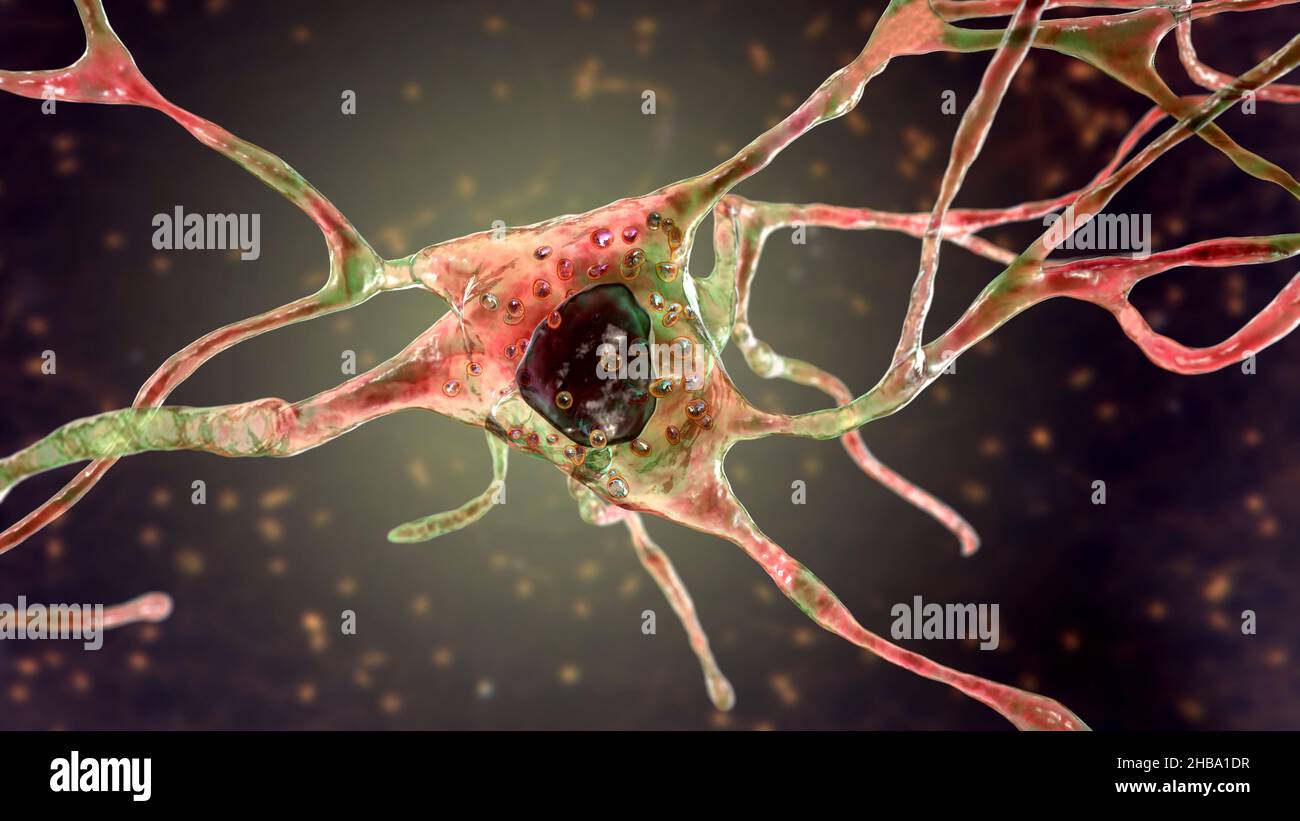 Neurone sain avec lysosomes, illustration. Banque D'Images
