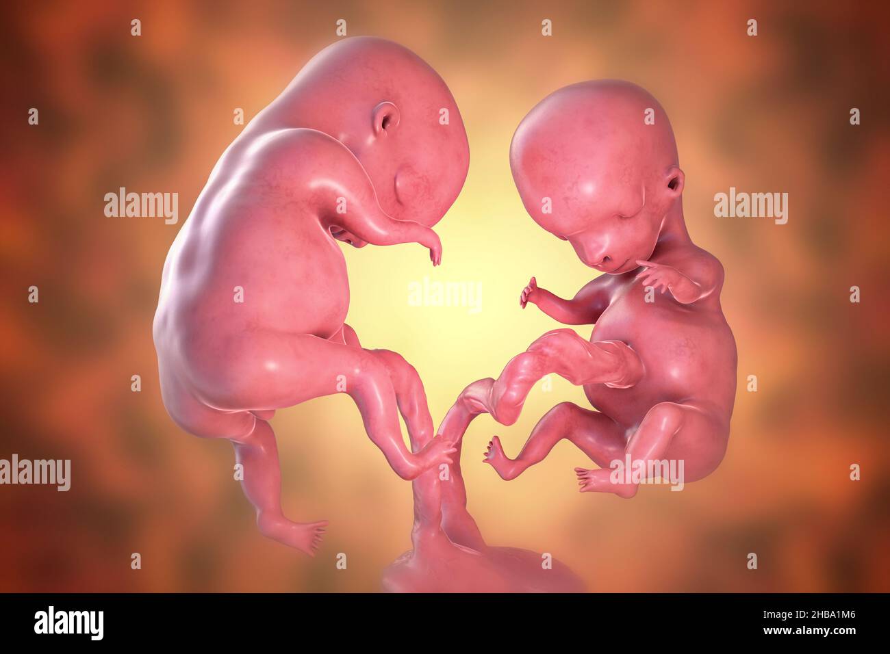 Illustration D Une Femme Enceinte Et Le Fœtus De 16 Semaines Photo Stock Alamy Illustration D Une Femme Enceinte Et Le Fœtus De 16 Semaines Photo Stock Alamy