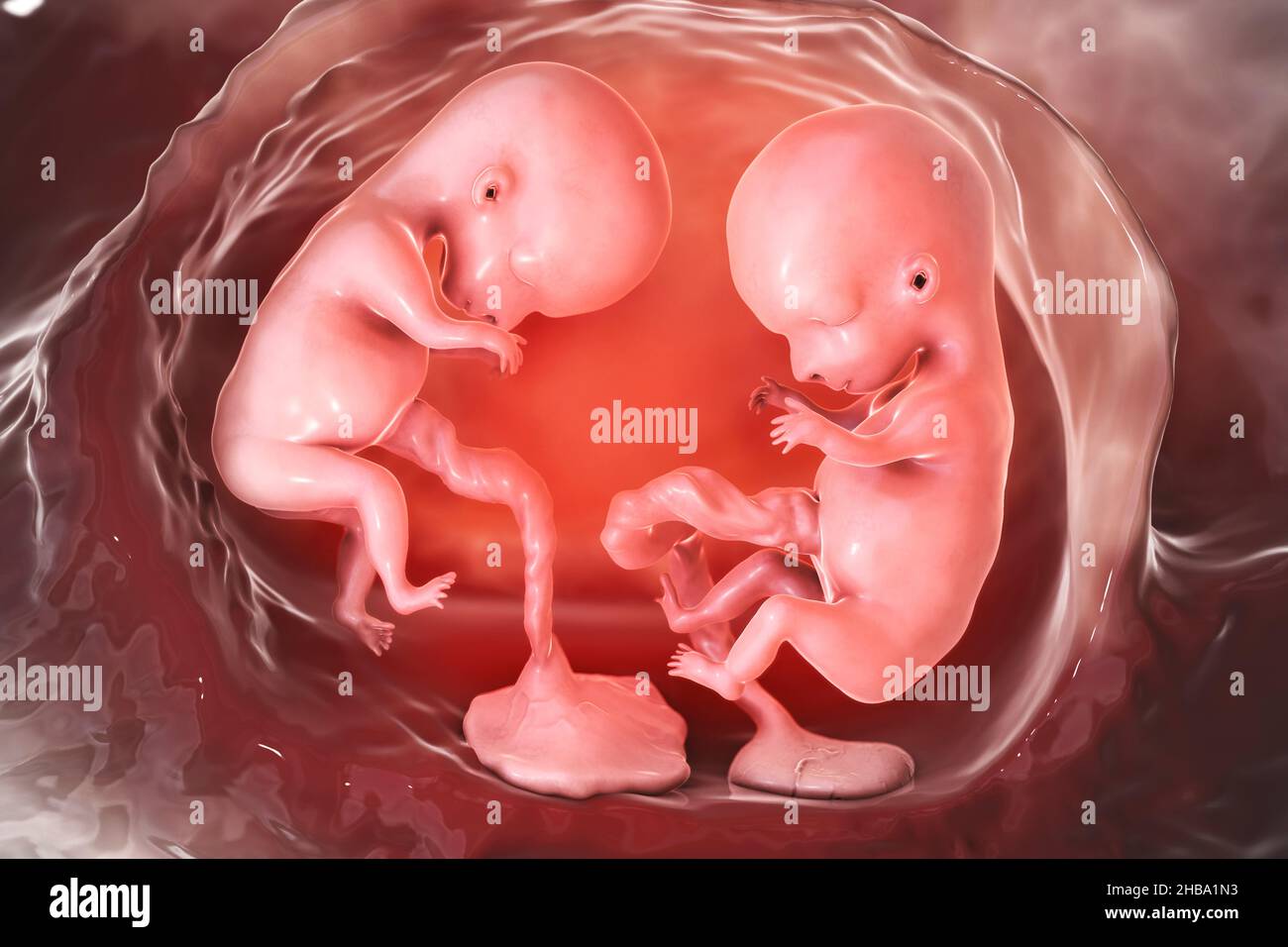 Illustration D Une Femme Enceinte Et Le Fœtus De 16 Semaines Photo Stock Alamy Illustration D Une Femme Enceinte Et Le Fœtus De 16 Semaines Photo Stock Alamy