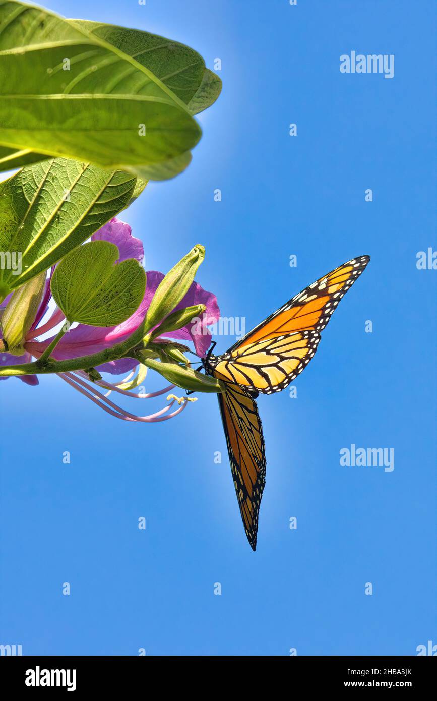 Beau monarque papillon avec des ailes s'étaler ouvert assis sur une fleur pourpre vu de dessous. Banque D'Images