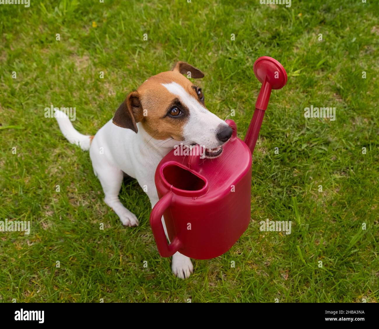 Le chien Jack Russell Terrier est debout sur la pelouse et tient un arrosoir Banque D'Images