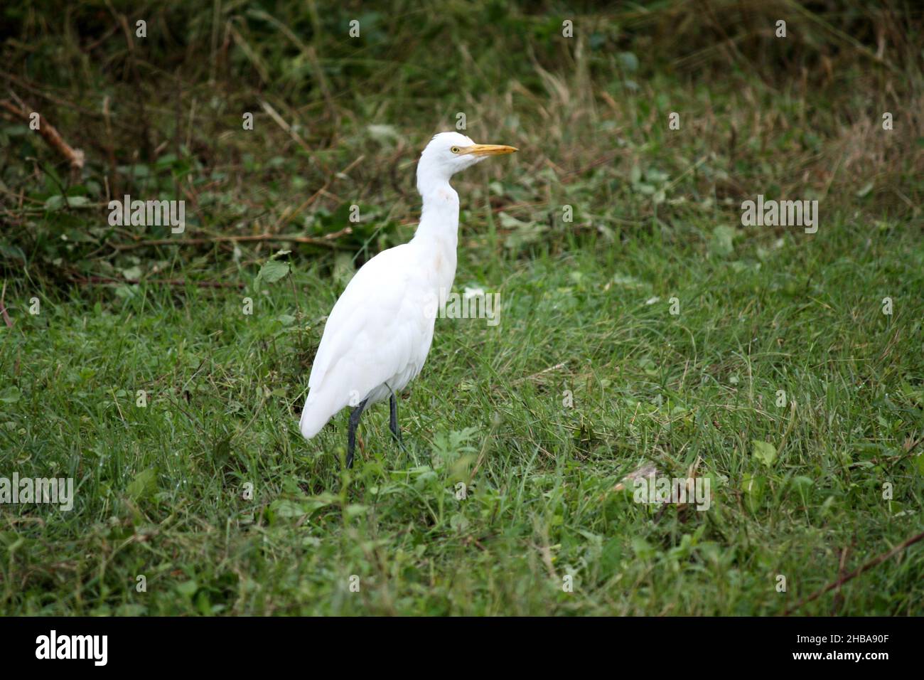 Egret de bétail (Bubulcus ibis) à la recherche de nourriture dans tous les coins et recoins : pix SShukla Banque D'Images