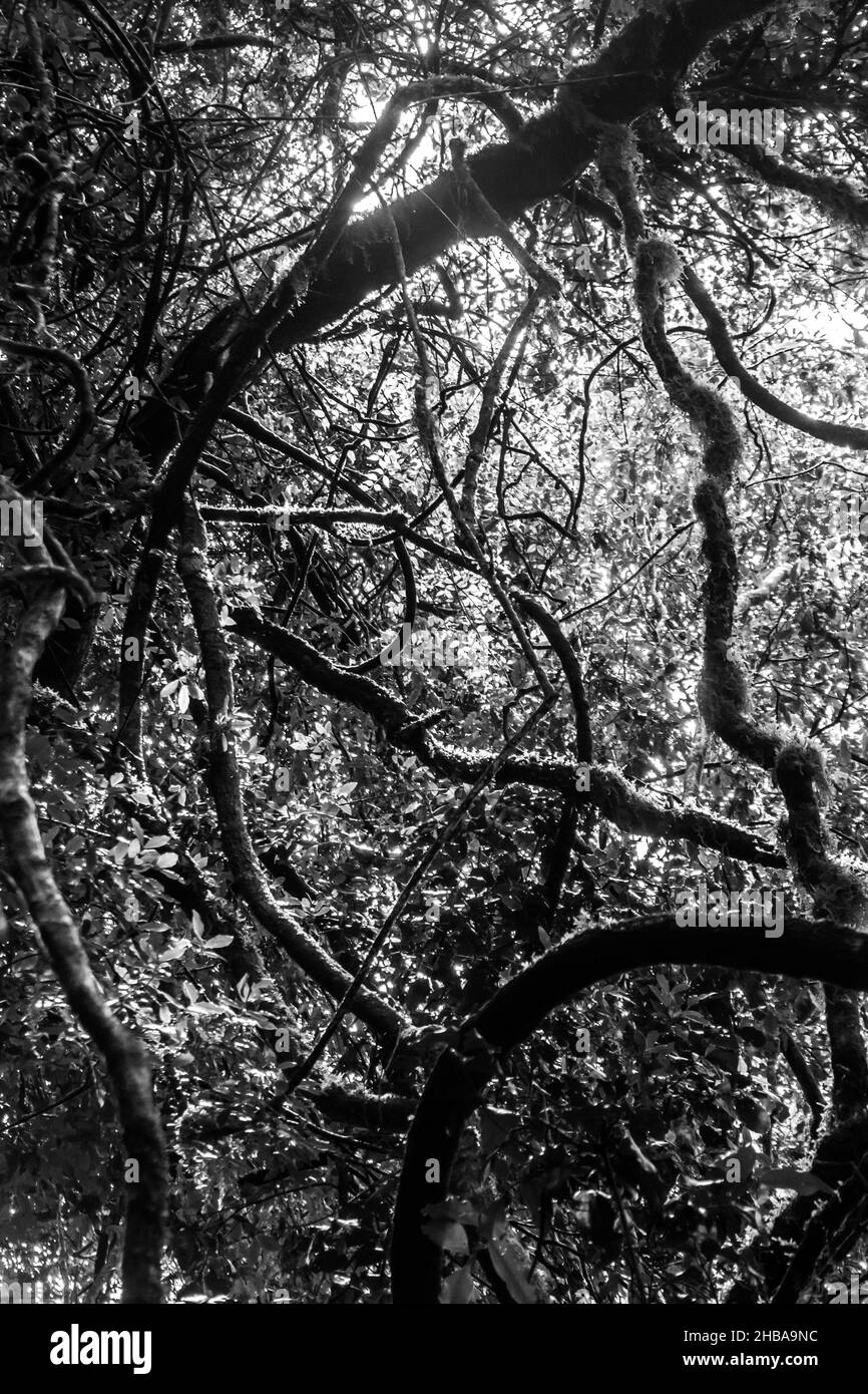 Résumé noir et blanc des branches couvertes de mousse et des vignes dans la canopée de la forêt subtropicale, Afromontane, de Magoebaskloof, Afrique du Sud Banque D'Images