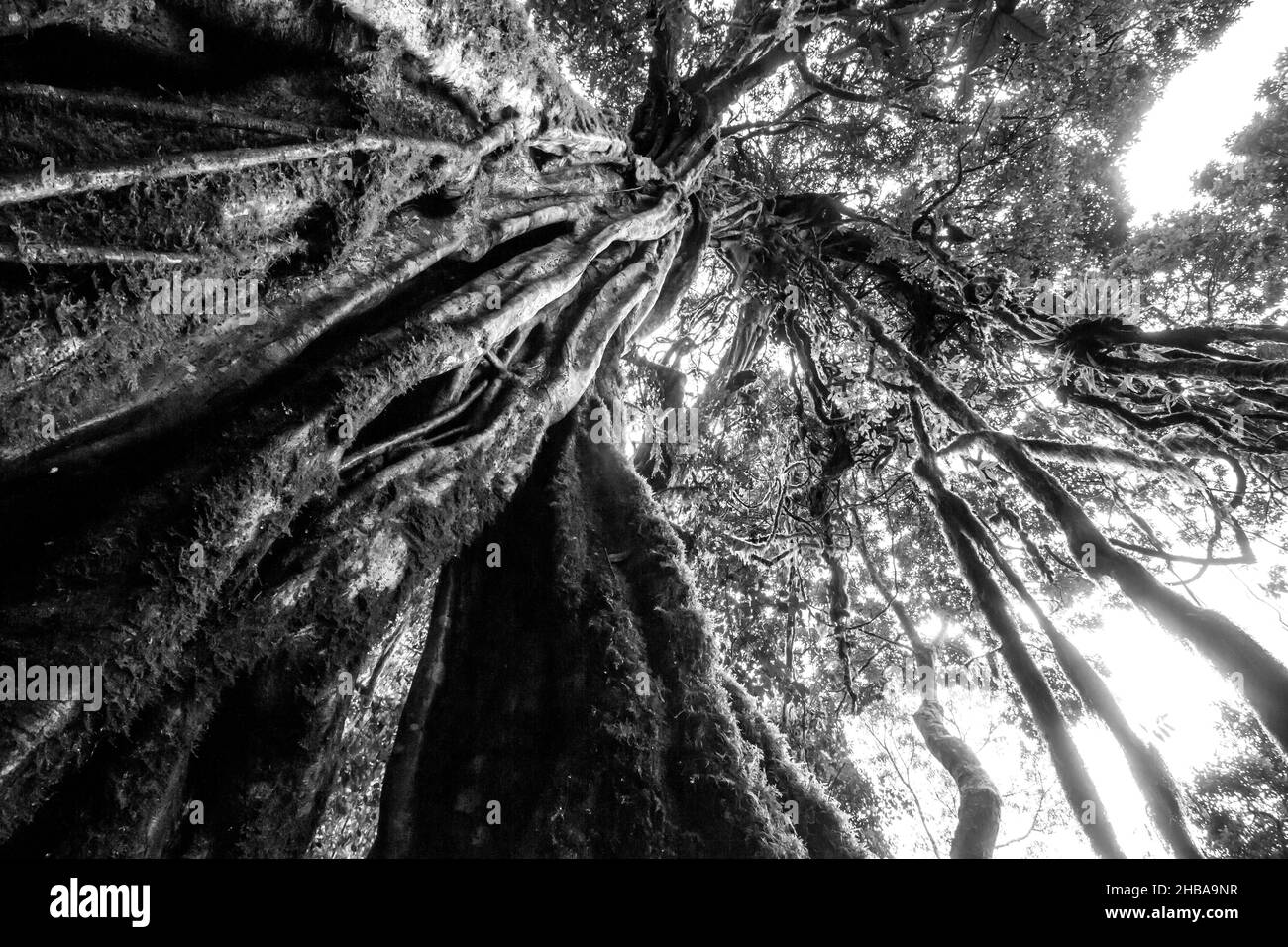 Une grande, majestueuse, Forest Sterneler Fig, Ficus craterostoma, en noir et blanc, dans la forêt subtropicale de Magoebaskloof, Afrique du Sud.Cette grande Banque D'Images