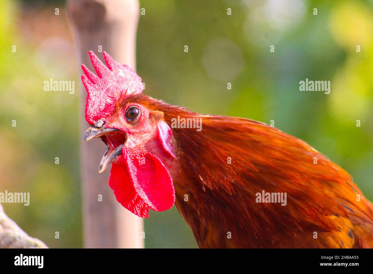 poule brune et grise dans le jardin Banque D'Images