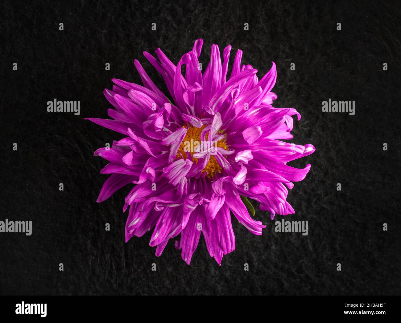 Studio de fleurs sur fond noir.Sur fond noir. Banque D'Images