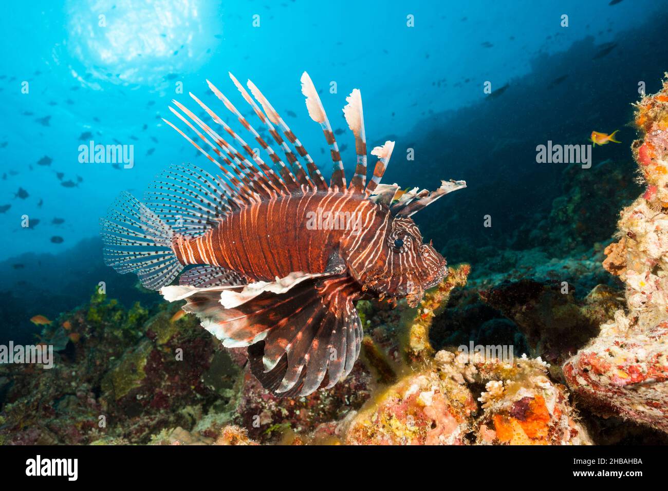 Devil Firefish, Pterois Miles, atoll de Felidhu, de l'Océan Indien, les Maldives Banque D'Images