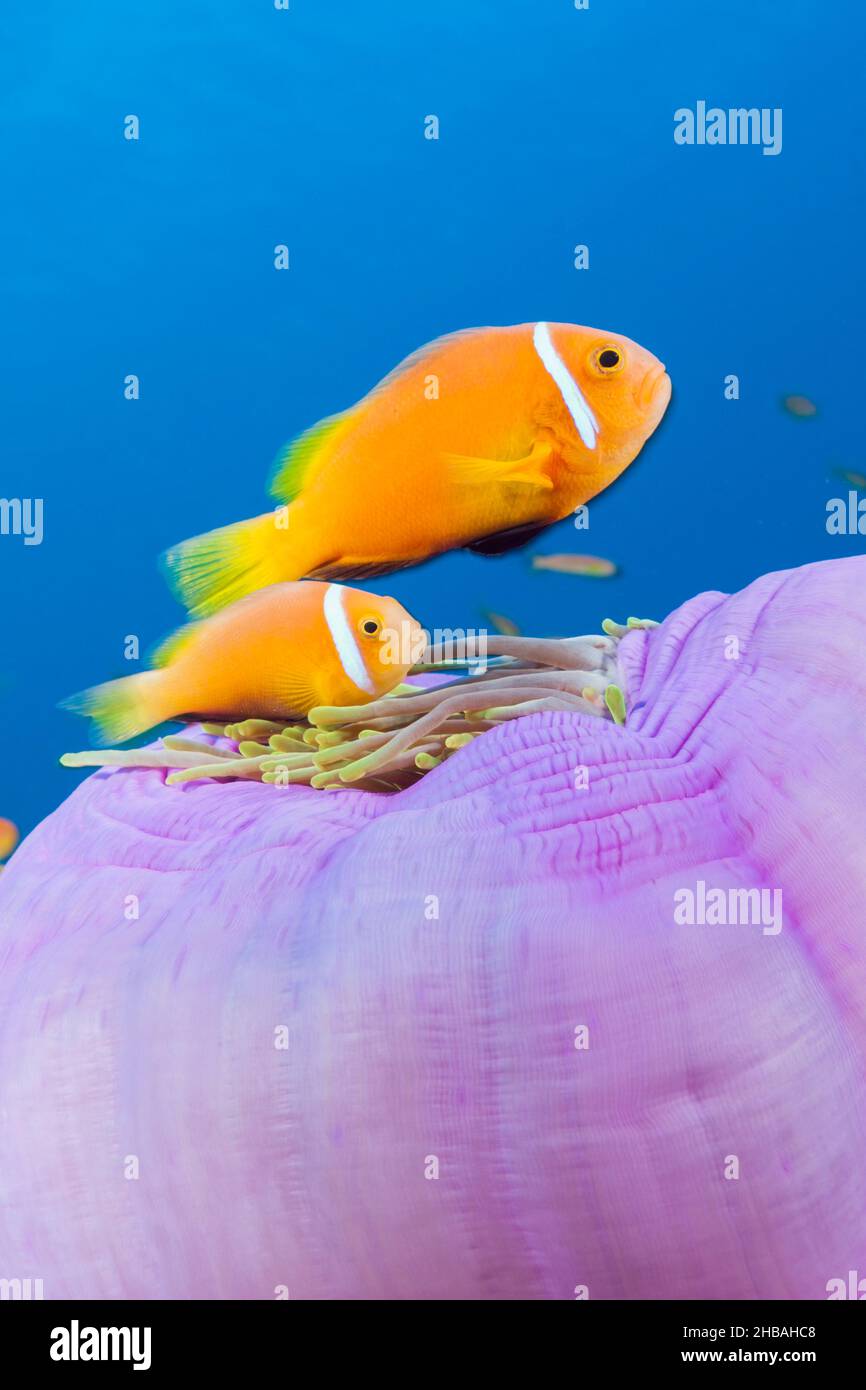 Maldives Anemonefishes, Amphiprion nigripes, Felidhu Atoll, Océan Indien, Maldives Banque D'Images
