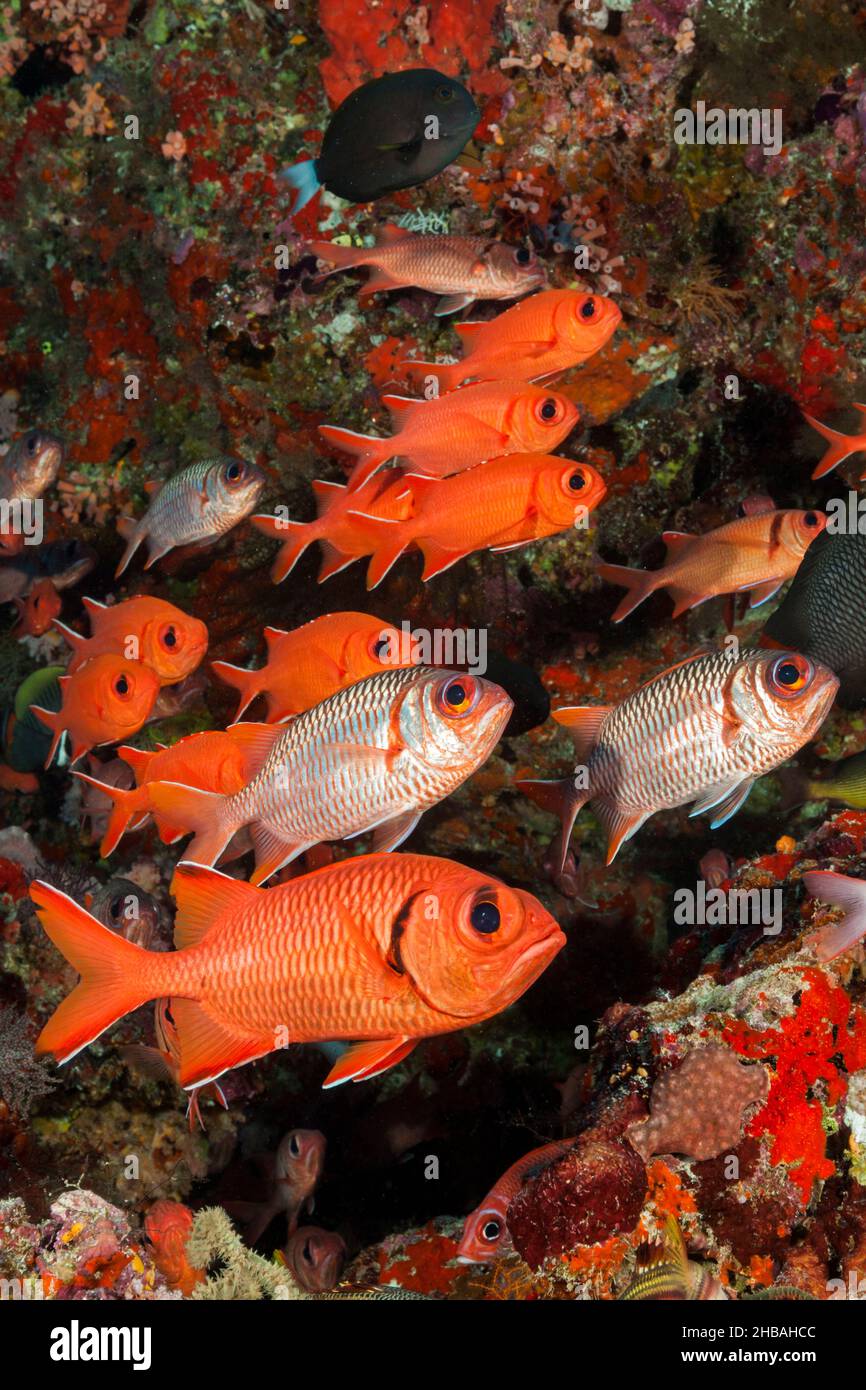 Shoal de Blotcheye Soldierfish, Myripristis murdjan, atoll de Malé du Nord, Océan Indien, Maldives Banque D'Images